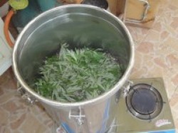 moxa herbs inside the distillator