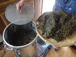 Artemisia Annua after steam distillation